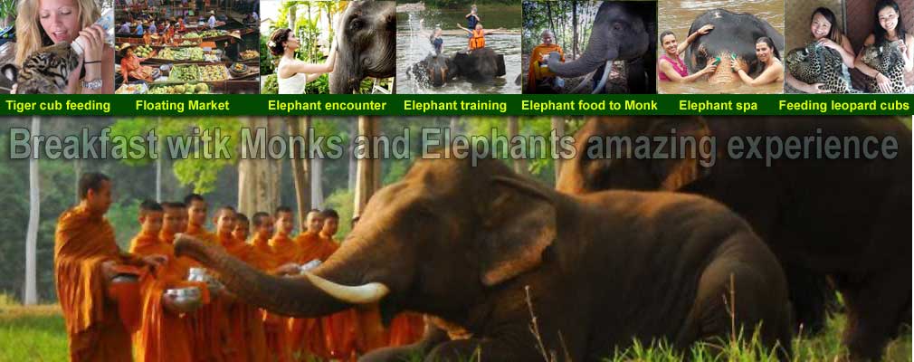 Breakfast with Monks and Elephants Training Day Then to feed Leopard Lion & Tiger cubs